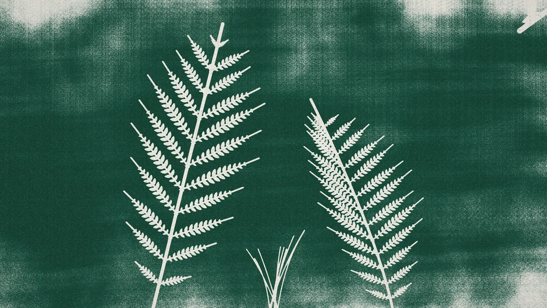 a fern photogram in white on forest paper